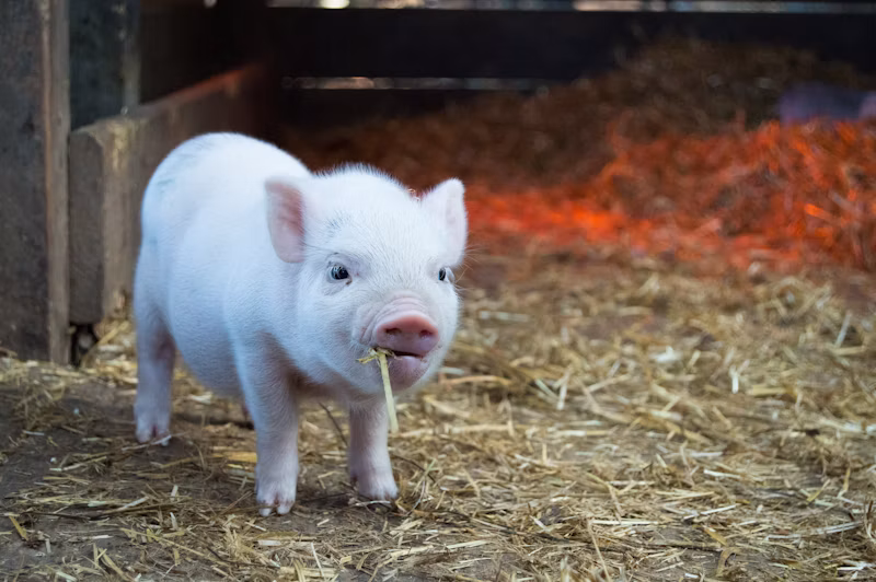 Destaques em Nutrição Animal