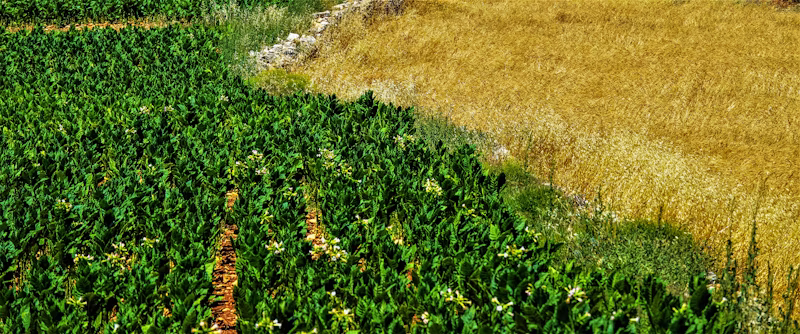 Floricultura Recanto Natural